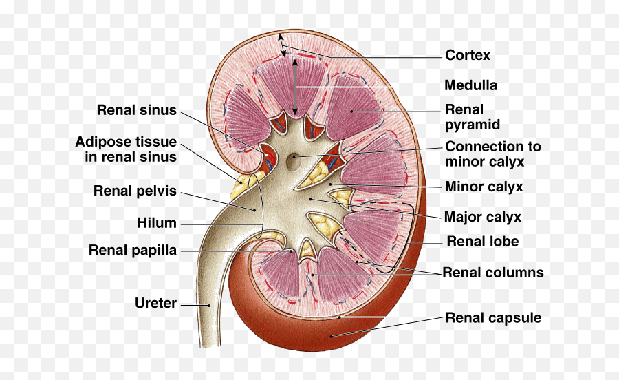 Download Image Showing Microscopic Structure Of Human Kidney - Renal Sinus Vs Renal Pelvis Png,Kidney Png