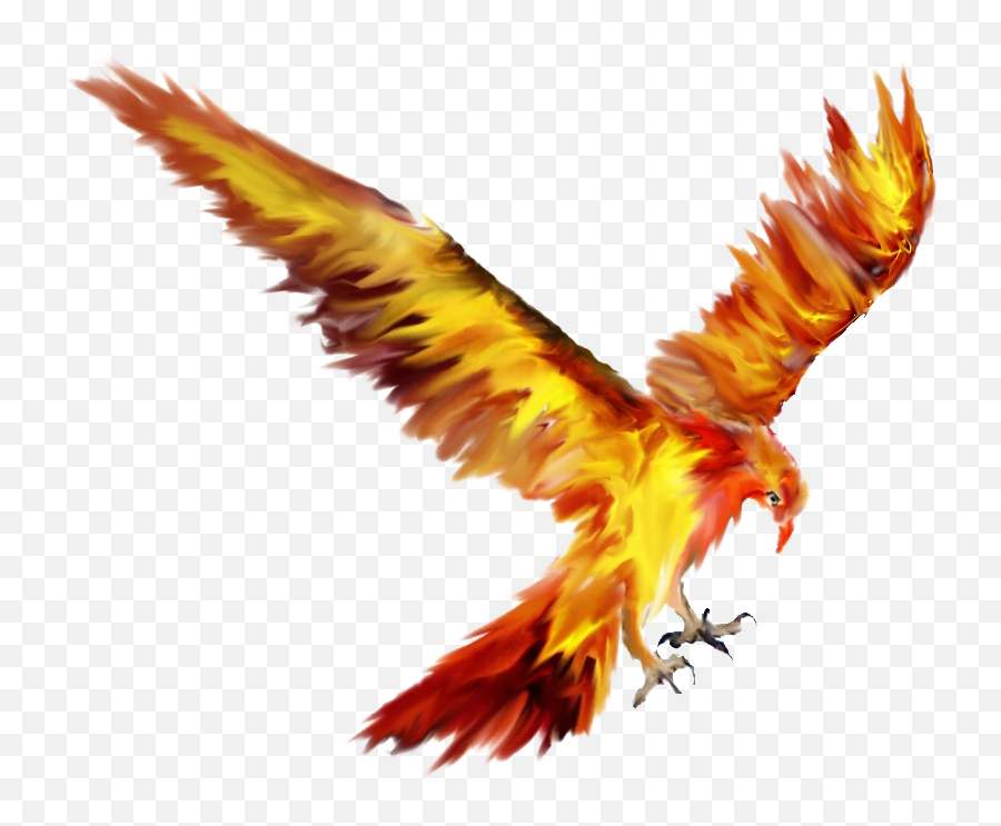 Phoenix Bird Tattoo Sketch Drawing - Phoenix Png Download Fawkes The Phoenix Drawing,Phoenix Png