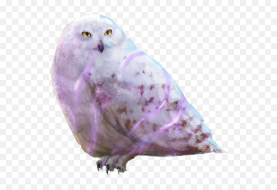 Brilliant Hedwig - Snowy Owl Png,Hedwig Png
