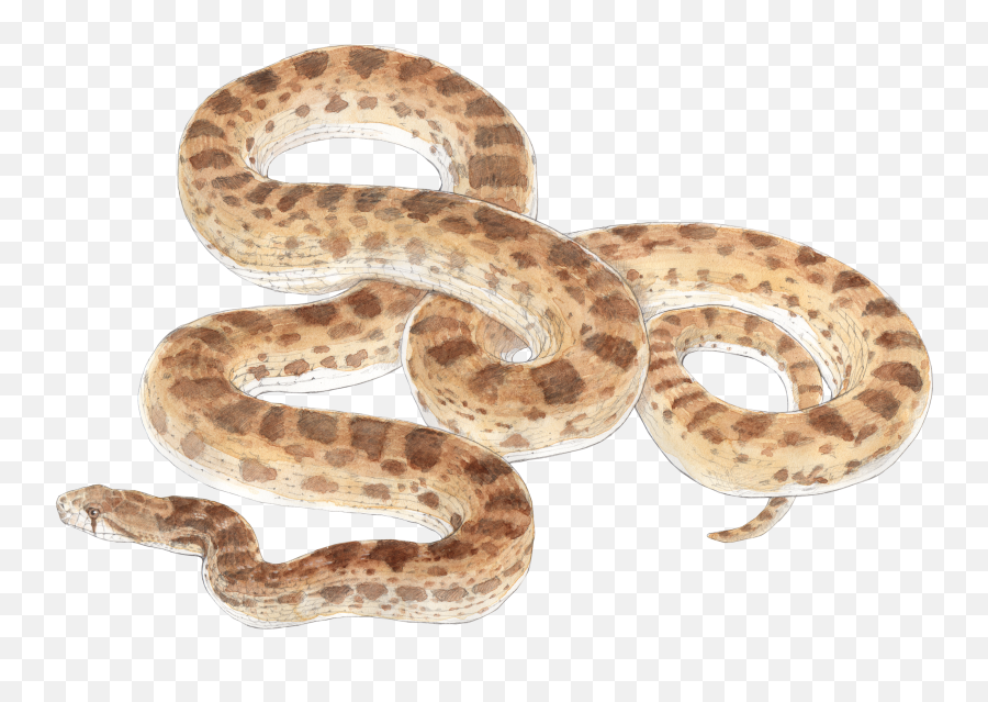 Rattlesnake Bullsnake Reptile Vipers - Snakes Png Download Bull Snake Transparent Background,Snakes Png