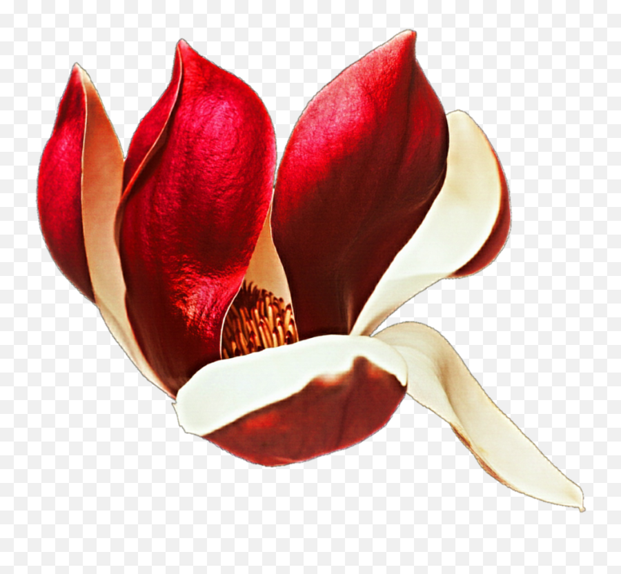 Magnolia Png - Tulipa Humilis Full Size Png Download Seekpng Mcnolia Liliiflora,Magnolia Png