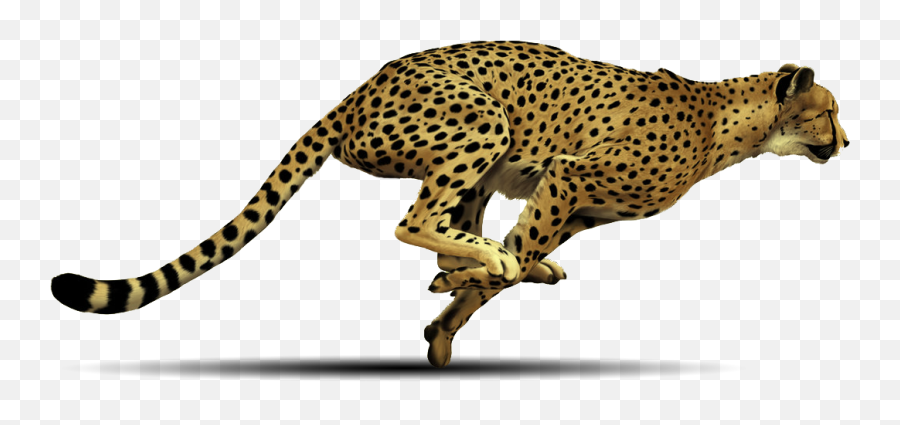 Download Hd Cheetah Free Png Image - Cheetah With White Background,Free Png Images Download