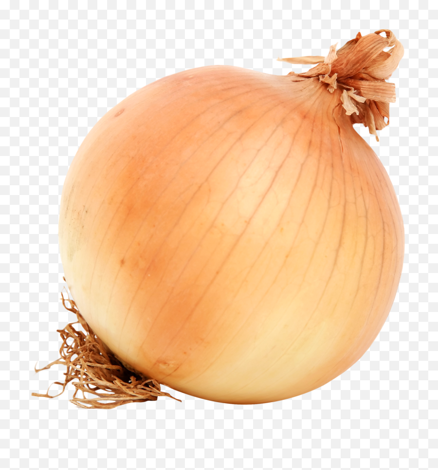 Download Free Png Onion - Baby At 17 Weeks,Onion Png