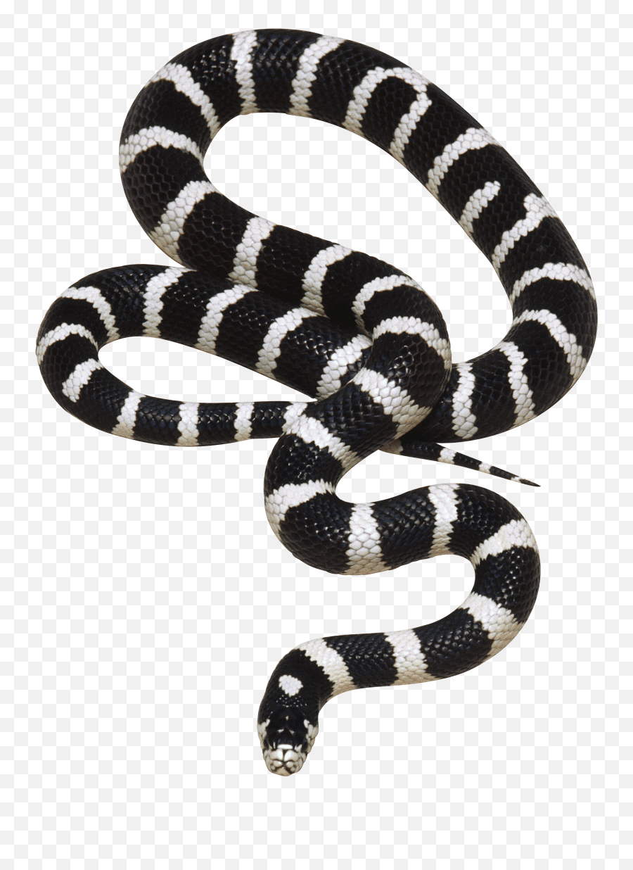 Png Image Picture Download Icon Favicon - Black And White Snake,Black Snake Png