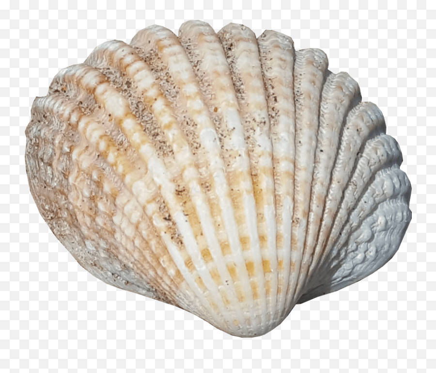 Sea Shell No Background Png Image - Sea Shell No Background,Sea Shell Png