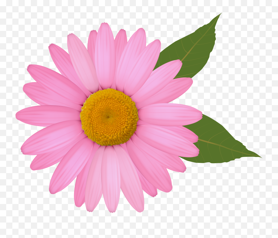 Free Transparent Daisy Cliparts - Pink Daisy Clipart Png,Transparent Daisy