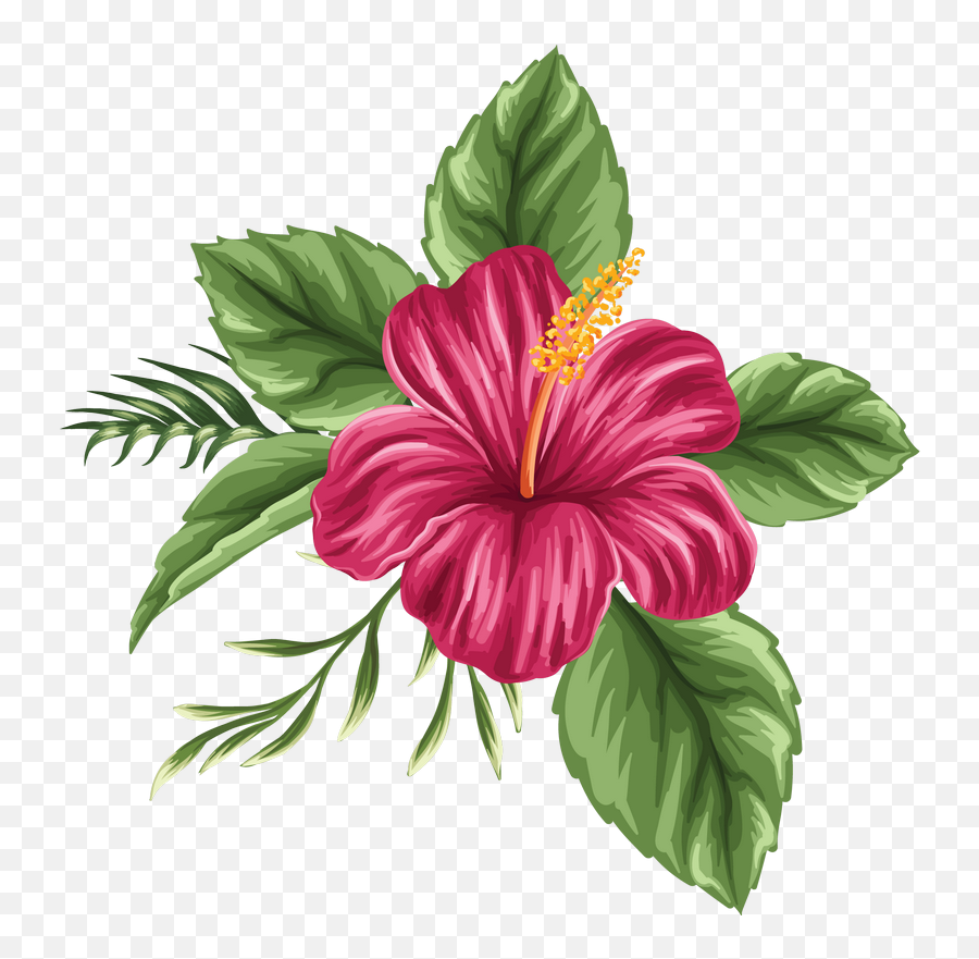 Hawaiian Flowers Png - Hibiscus Flower Flower Drawing,Hawaiian Flowers Png