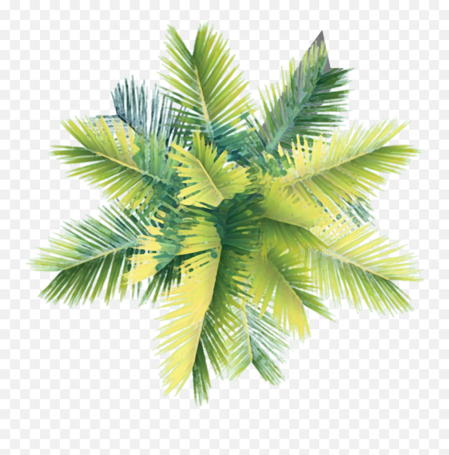 Sea Trees Architecture - Coconut Tree Png Top View,Trees In Plan Png