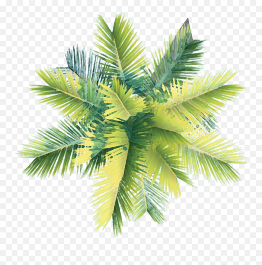 palm tree top view png