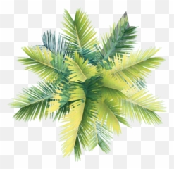 Sea Trees Architecture - Coconut Png Top View