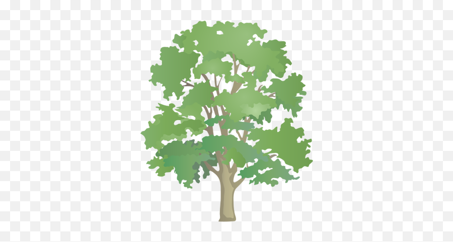 Index Of - Deciduous Trees And Evergreen Trees Png,Tree Symbol Png