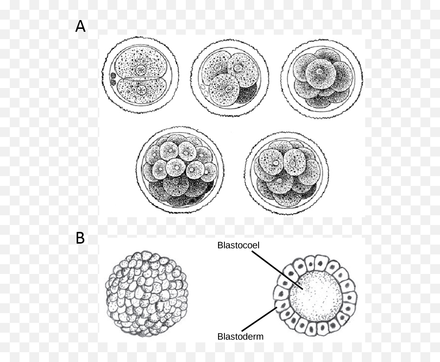 Development Drawing Age Transparent - Embryos Cell Divisions Png,Cleavage Png