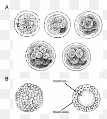 Development Drawing Age Transparent - Embryos Cell Divisions Png,Cleavage Png