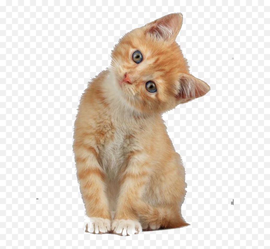 Scottish Fold Munchkin Cat Kitten Dog - Cat With Head Tilt Png,Cute Cat Png