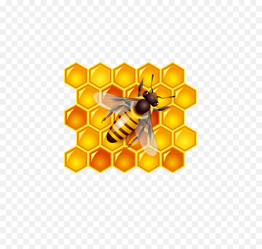 Honey Australian Png Free Stock - Honey Bee Cartoon Png,Bee Transparent Background