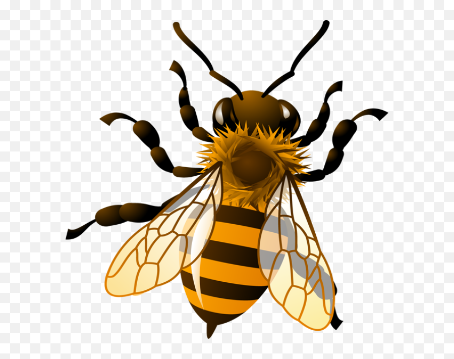 Bee Png - Clip Art Honey Bee,Bees Png