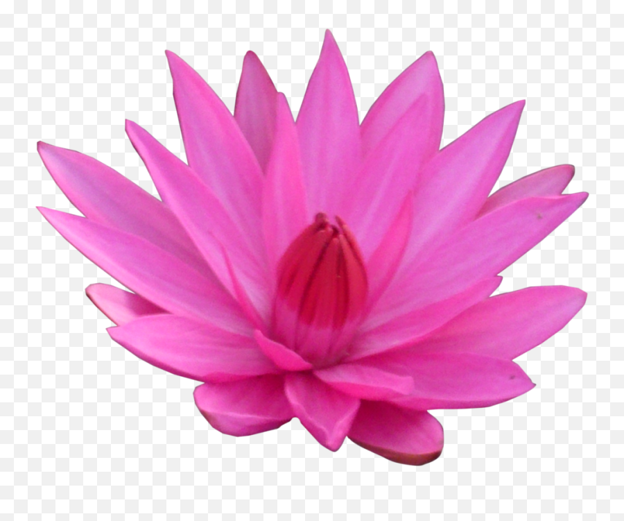 Transparent Lotus Flower Hd - Flower Lotus Png Fanart,Lotus Png
