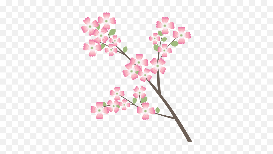 Download Hd Dogwood - Cherry Blossom Transparent Png Image Clip Art,Blossom Png