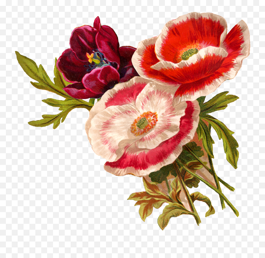 Vector Poppy Transparent Png Clipart - Flower Botanical Illustration Png,Poppy Png