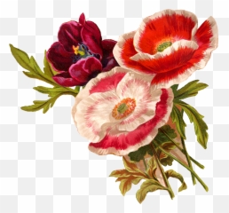 Vector Poppy Transparent Png Clipart - Flower Botanical Illustration Png,Poppy Png