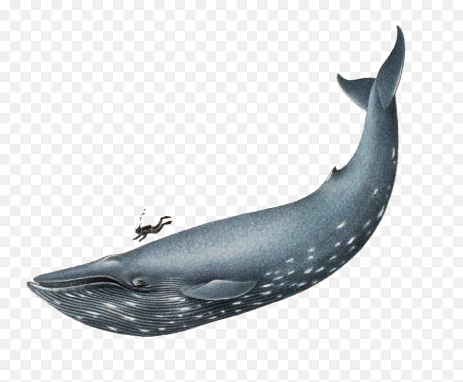 Blue Whale Transparent Png Clipart - Realistic Blue Whale Drawing,Whale Clipart Png