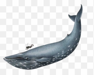 Blue Whale Transparent Png Clipart - Realistic Blue Whale Drawing,Whale Clipart Png