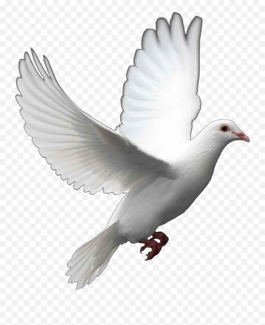 Joanne Ware - Files Order Toledo Ohio The House Of Day Png Transparent Background Dove Png,In Loving Memory Png