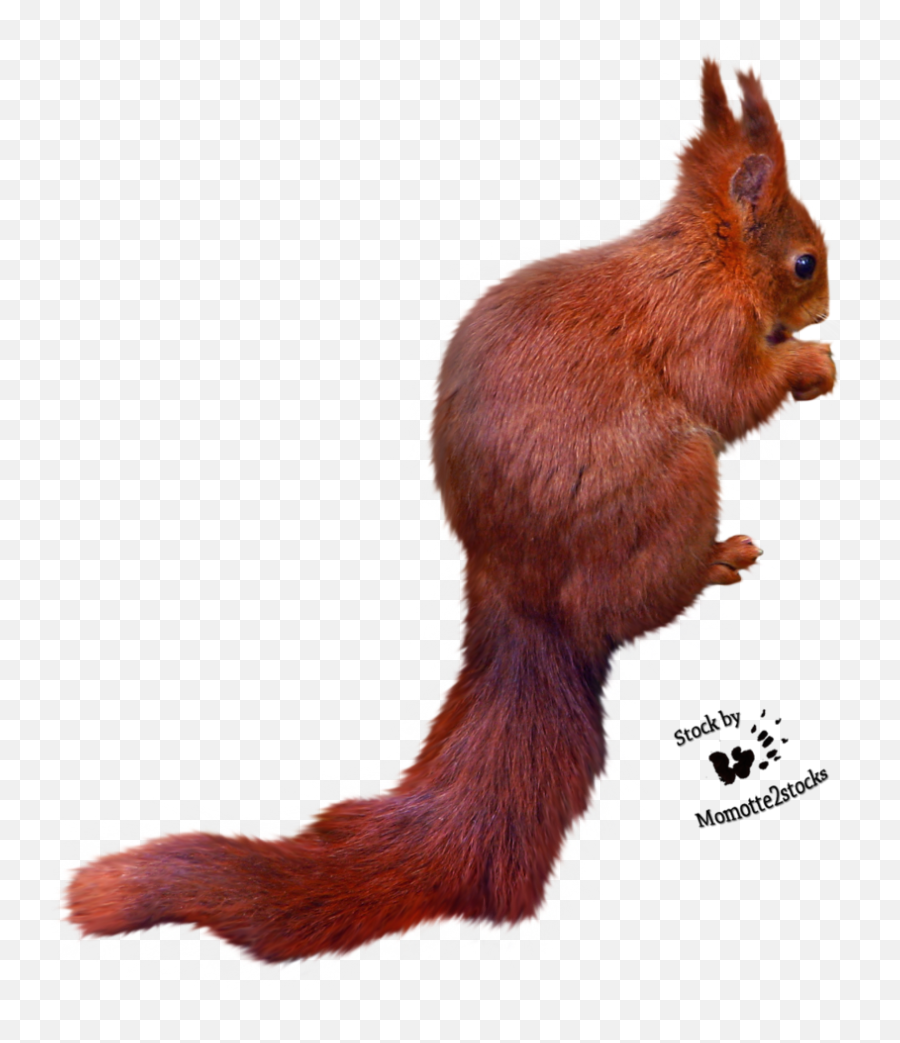 Squirrel Png Free Images Download 20497 - Free Icons And Portable Network Graphics,Squirrel Transparent Background