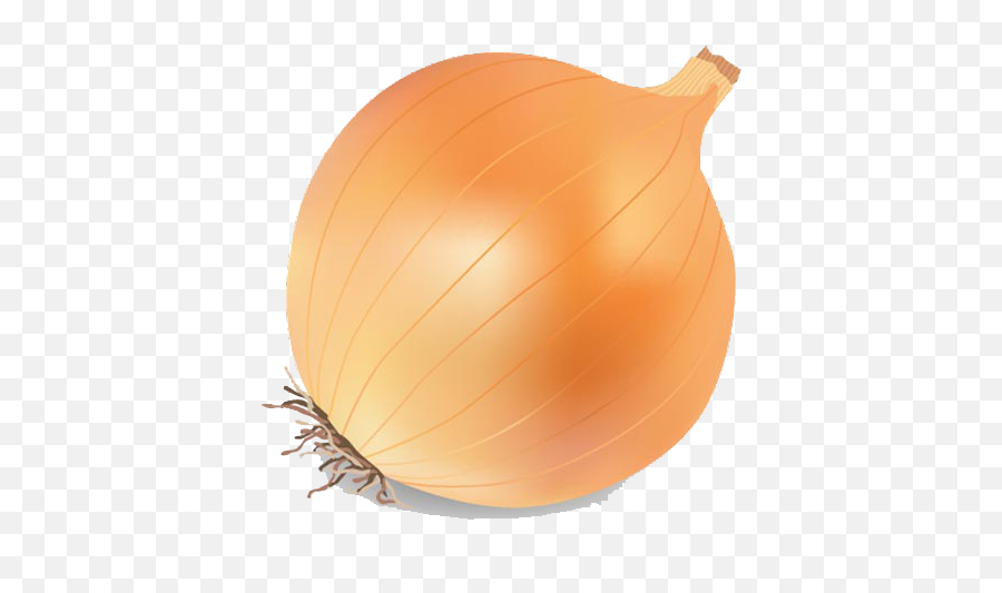 Onion Vector Png Transparent Image - Transparent Background Onion Vector Png,Onion Transparent Background