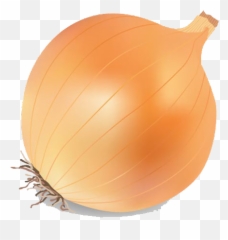 Onion Vector Png Transparent Image - Background