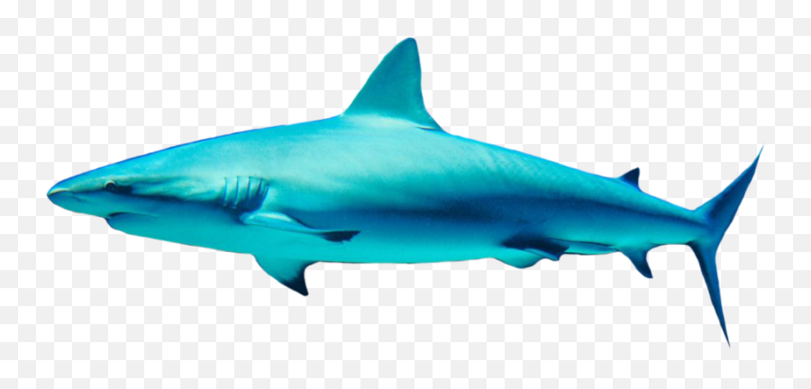 Shark Png Transparent 3 Image - Shark Png Png,Shark Transparent Background