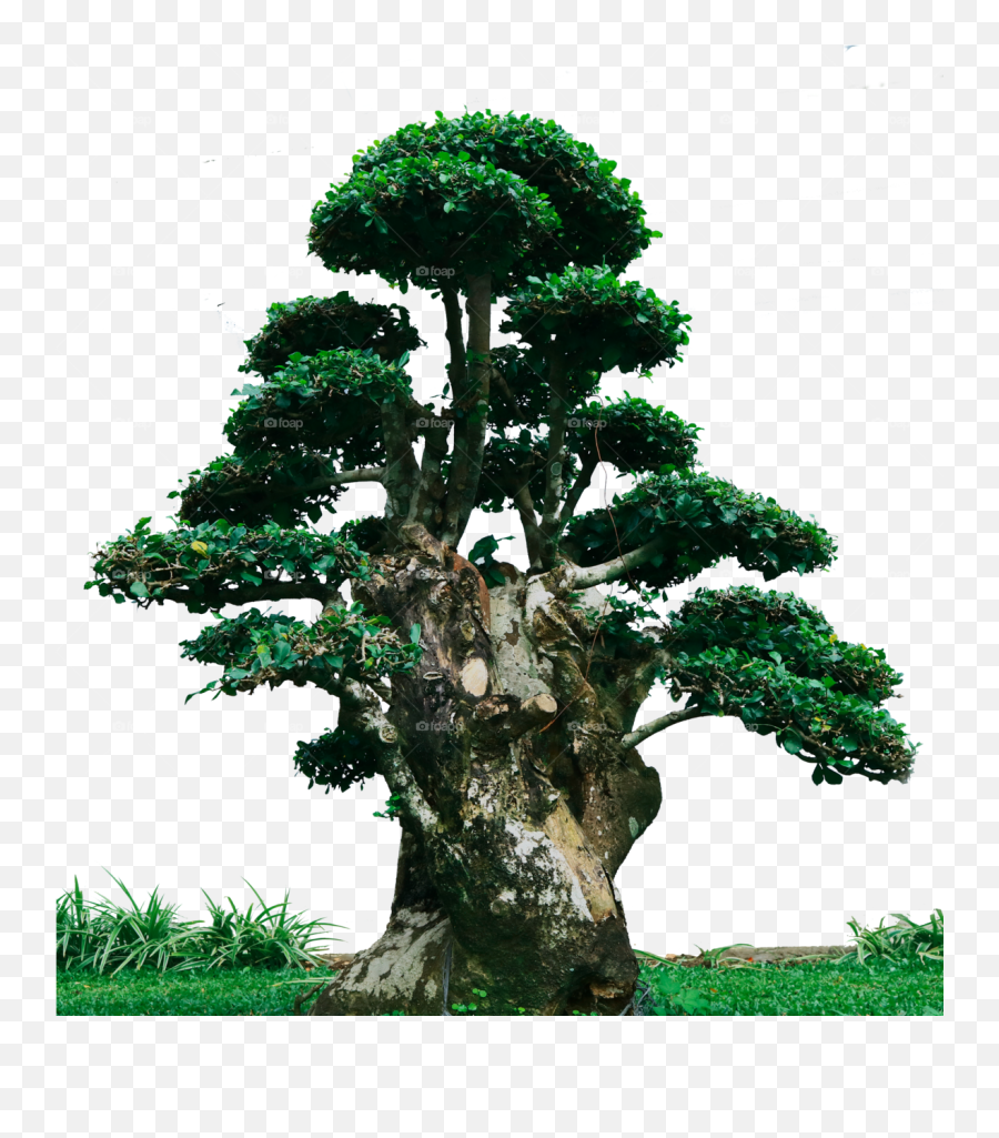 Download Cypress Family - Ficus Bonsai Png,Cypress Tree Png