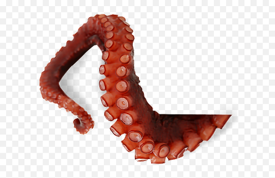 Octopus Png Transparent Images 16 - Octopus Tentacle Png,Octopus Png