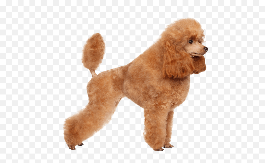 French Poodle Png - Transparent Toy Poodle Png,Poodle Png