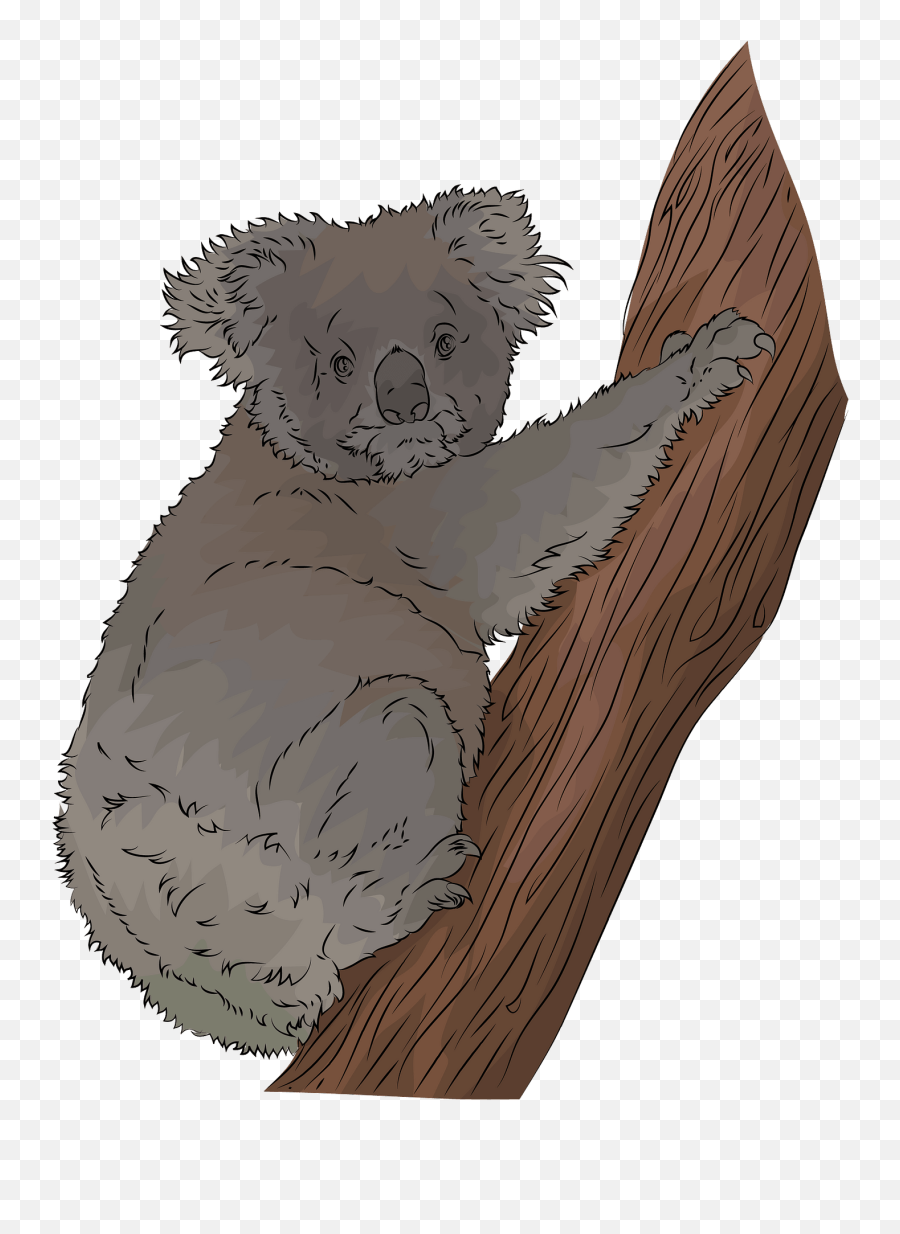 Koala Clipart Free Download Transparent Png Creazilla - Koala Clupart,Koala Bear Png