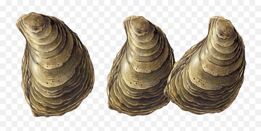 Oysters - Oyster Png Transparent Hd,Oysters Png