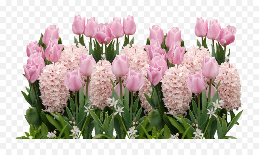 Spring Tulips Easter - Easter Clipart Spring Flowers Png,Spring Flowers Png