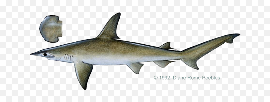 International Game Fish Association - Bonnethead Shark Side Png,Hammerhead Shark Png
