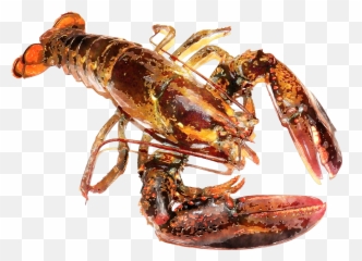 Lobster Watercolor Png Clip Art Black And White Download - Lobster Watercolor,Lobster Png