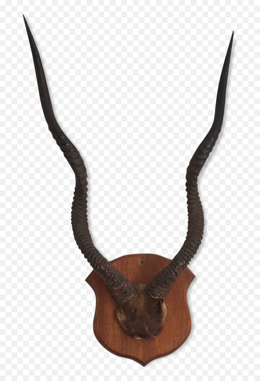 Download Hd Horn Antelope Or Gazelle Horns - Corne De Horn Png,Antelope Png