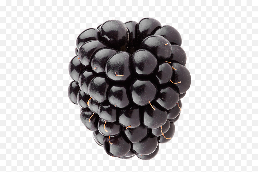 Black Jewel - Grape Png,Blackberries Png