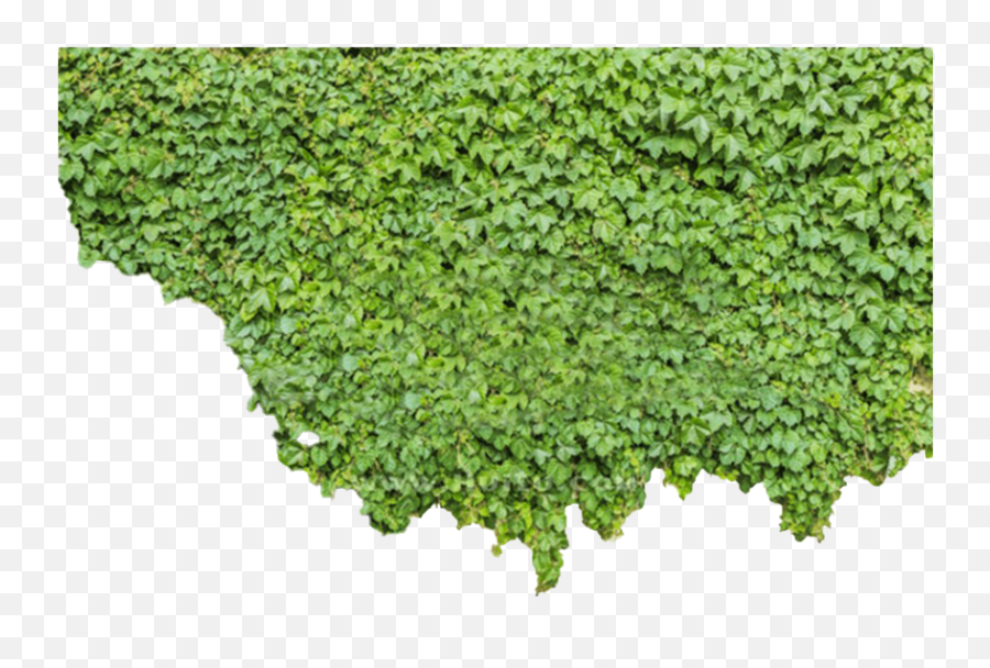 Ivy Png Picture - Transparent Green Wall Png,Ivy Png