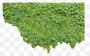 Ivy Png Picture - Transparent Green Wall Png,Ivy Png