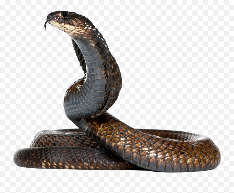 Download Black Snake Png Image For - Snake Png,Black Snake Png