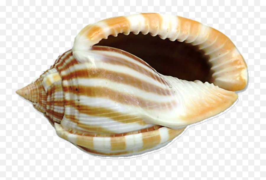 Free Sea Shells Png Download Clip - Big Shells Png,Sea Shell Png
