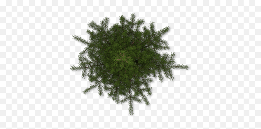 Pine Tree Top View Transparent U0026 Png Clipart Free Download - Ywd Pine Tree Plan View Png,Pine Trees Png