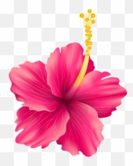 Hibiscus Flowers Transparent Png - Hibiscus Flower Overlay,Hawaiian ...