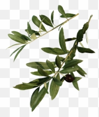 Olive - The Grove Twig png