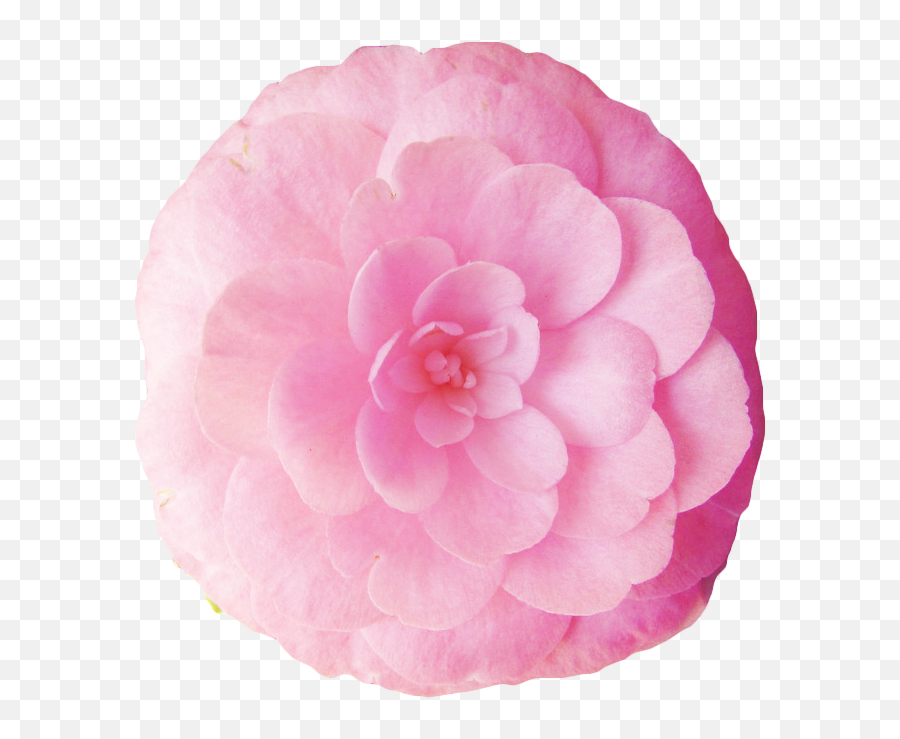 Transparent - Japanese Camellia Png,Flowers Transparent Tumblr