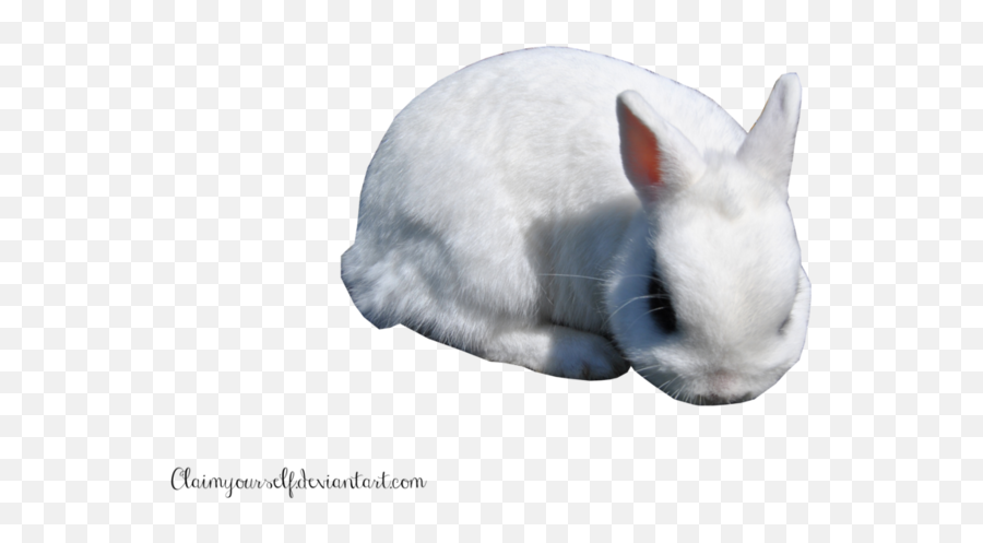 White Rabbit Png Clipart - Portable Network Graphics,White Rabbit Png